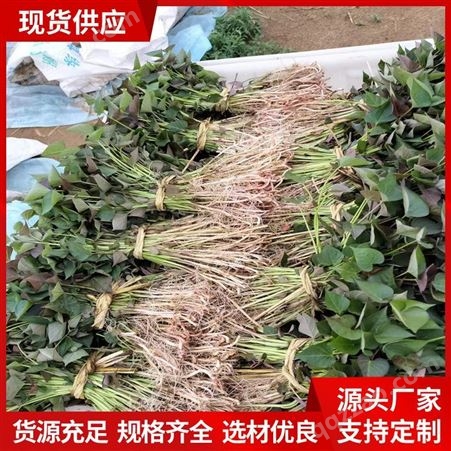 图强红薯苗厂家 产品种类烟薯25 出粉率高 产量高 好成活